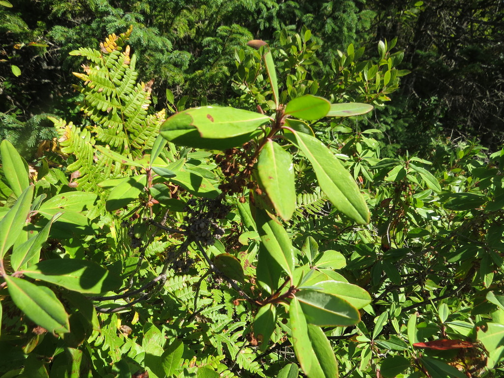 sheep laurel from Herring Cove, NS, Canada on September 22, 2019 at 01