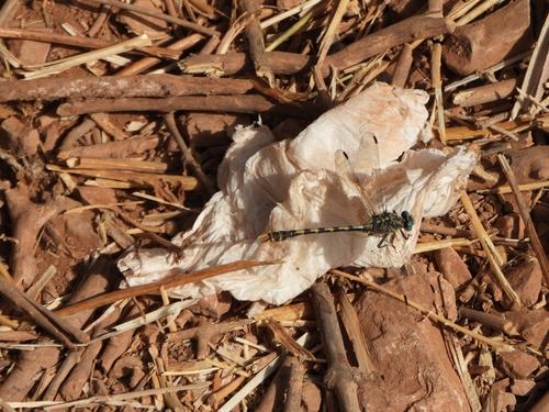 Large Pincertail