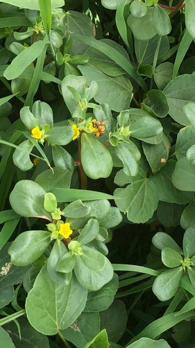 Common Purslane