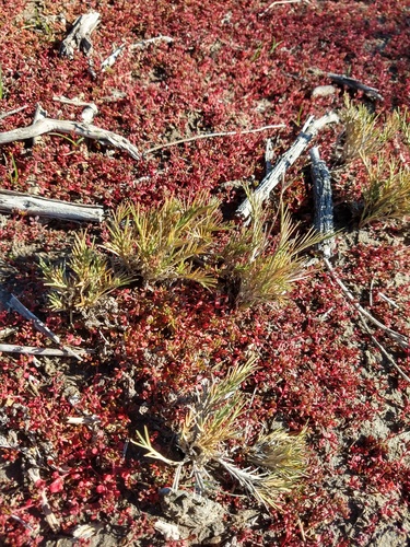 Distichlis scoparia