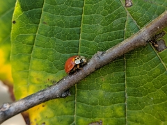 Harmonia axyridis