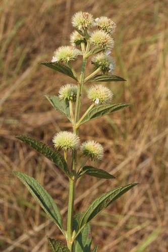Hyptis conferta