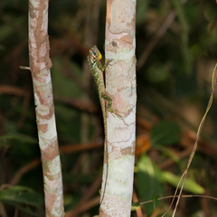 Blue-Lipped Tree Lizard photo 3