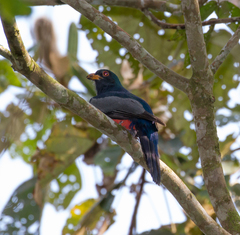 Trogon melanurus
