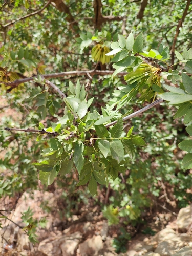 Fraxinus dimorpha