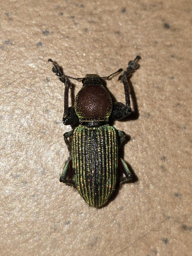Lepropus oculatus