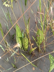 Sagittaria macrophylla