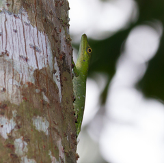 Anolis punctatus