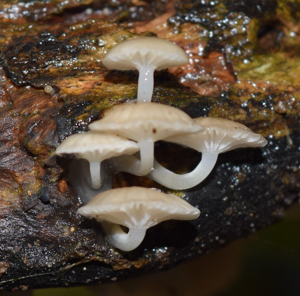 Roridomyces austrororidus · June 2025 · photo: © davidwhyte (iNaturalist, cc-by-sa)