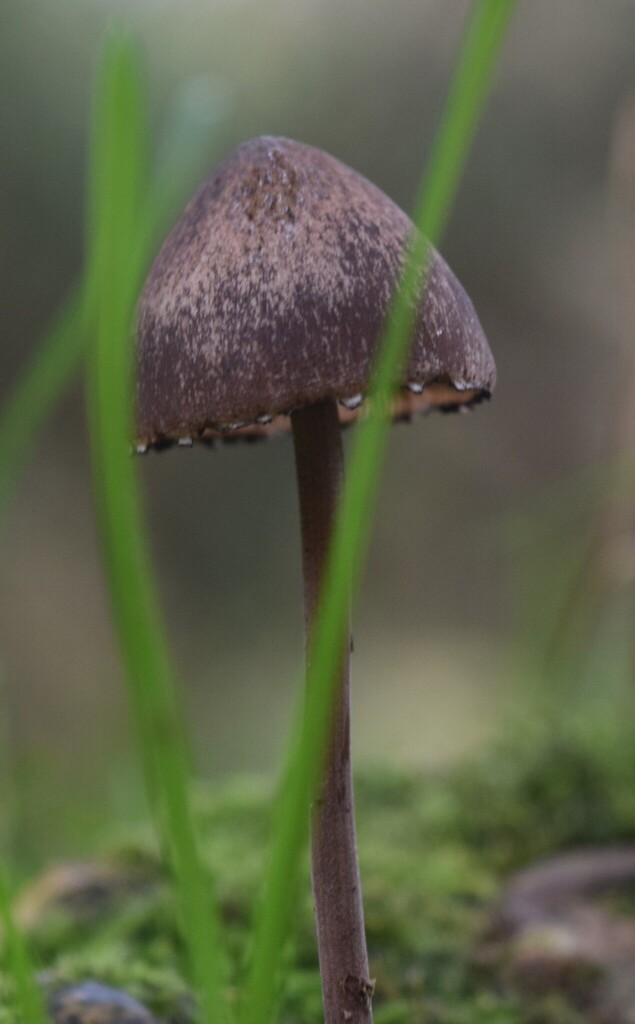 Panaeolus detriticola
