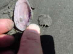 Gari lineolata