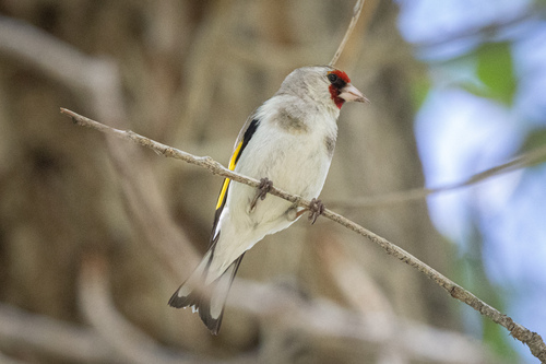 Grey-crowned Goldfinch (Carduelis caniceps), photo 3