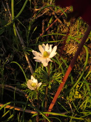 Anemone decapetala