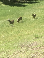 Odocoileus hemionus columbianus