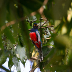 Trogon curucui