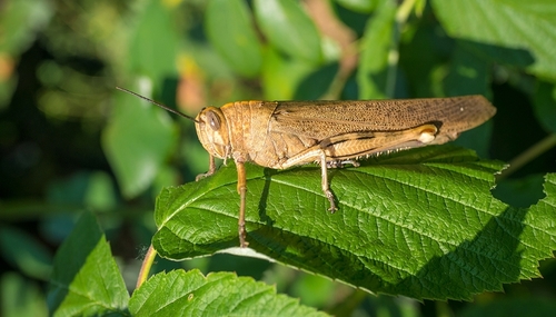 Egyptian Bird Grasshopper
