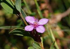 Boronia parviflora