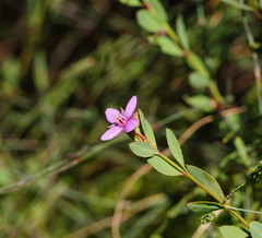 Boronia parviflora