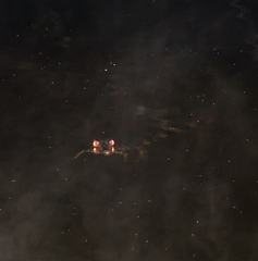 Paleosuchus trigonatus