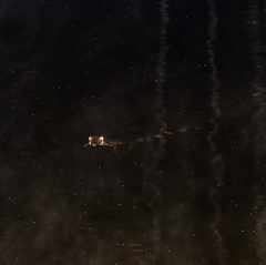 Paleosuchus trigonatus