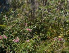 Grevillea acanthifolia