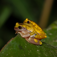 Dendropsophus leucophyllatus