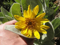 Wyethia mollis