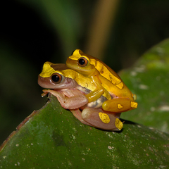 Dendropsophus leucophyllatus