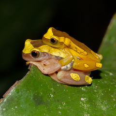 Dendropsophus leucophyllatus