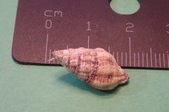 Peristernia chlorostoma