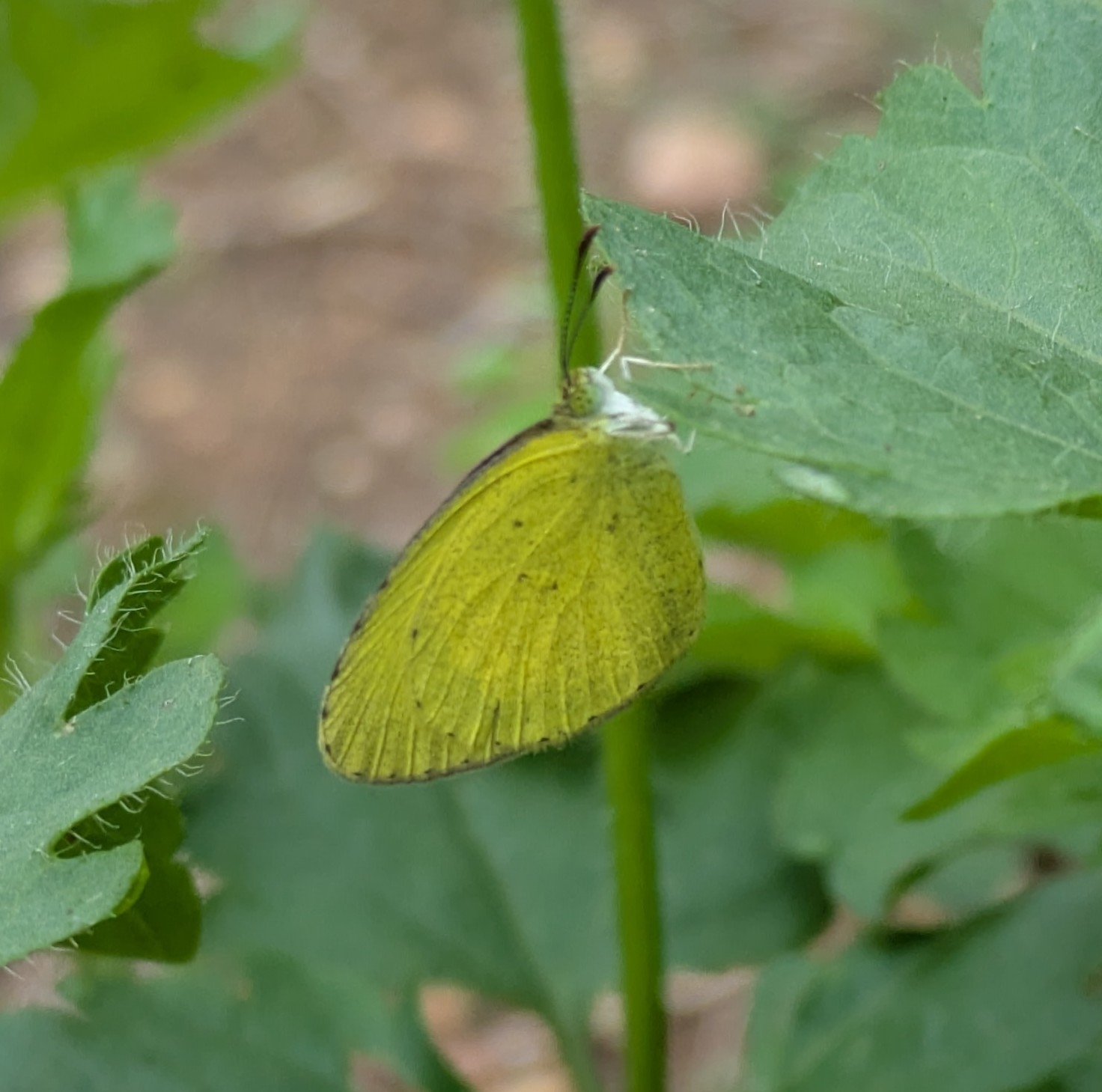 Small Grass Yellow