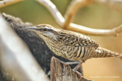 Campylorhynchus yucatanicus