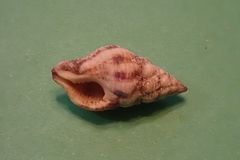 Peristernia chlorostoma