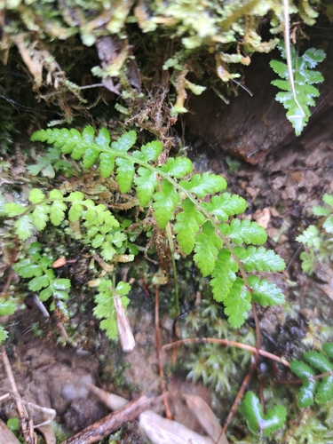 Athyrium reflexipinnum iNat (2)