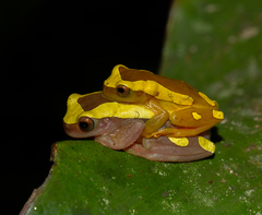 Dendropsophus leucophyllatus
