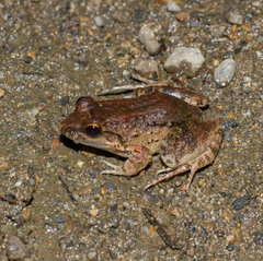 Leptodactylus leptodactyloides