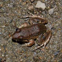 Leptodactylus leptodactyloides