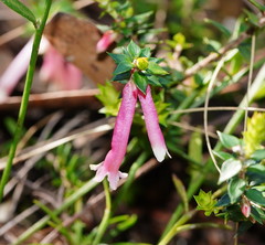 Epacris reclinata
