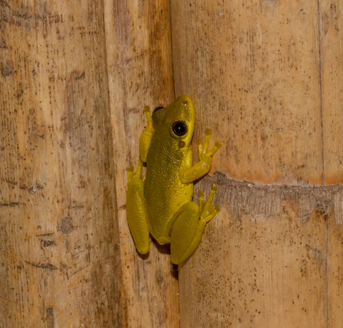 Género Ololygon · NaturaLista Mexico