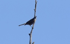 Gliciphila melanops