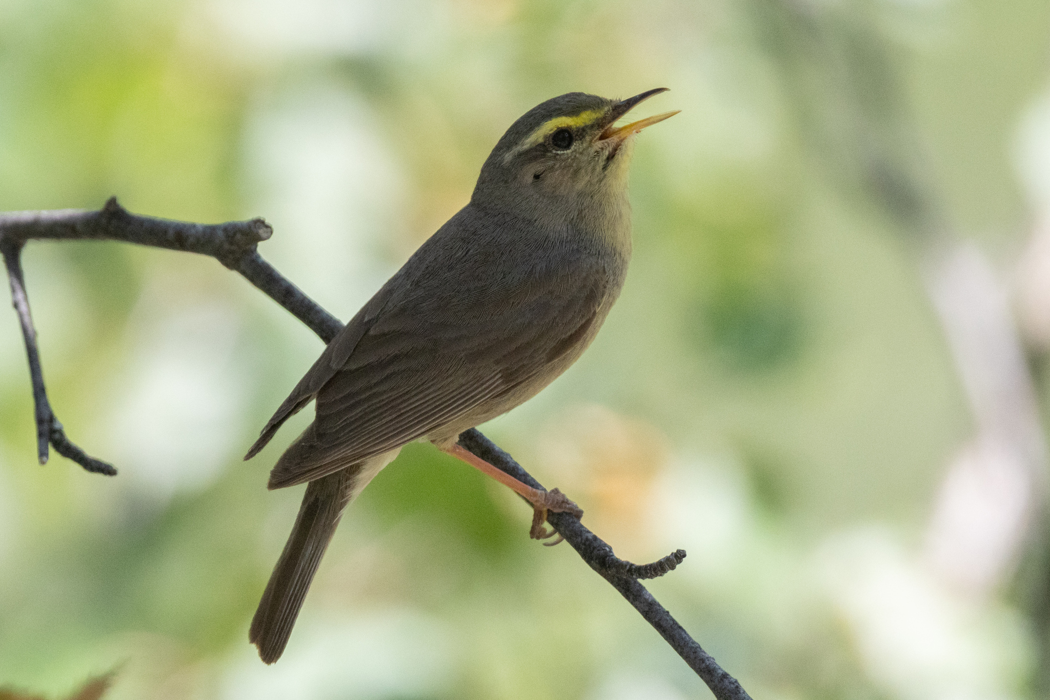 Sulphur-bellied Warbler (Phylloscopus griseolus), photo 10