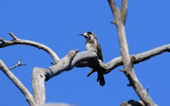 Purnella albifrons