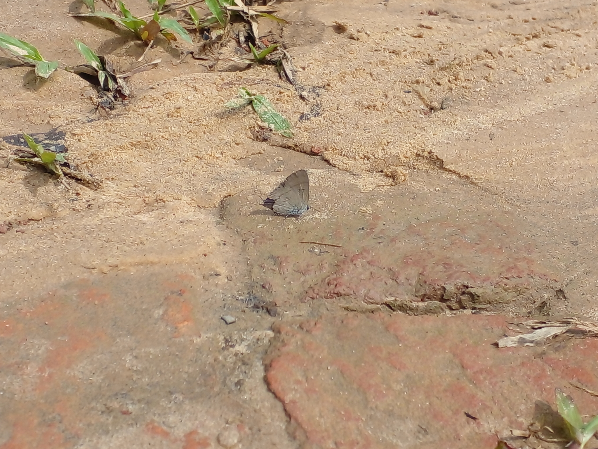 Common Tit
