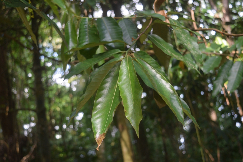 Knema glomerata