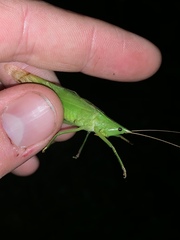Neoconocephalus nebrascensis