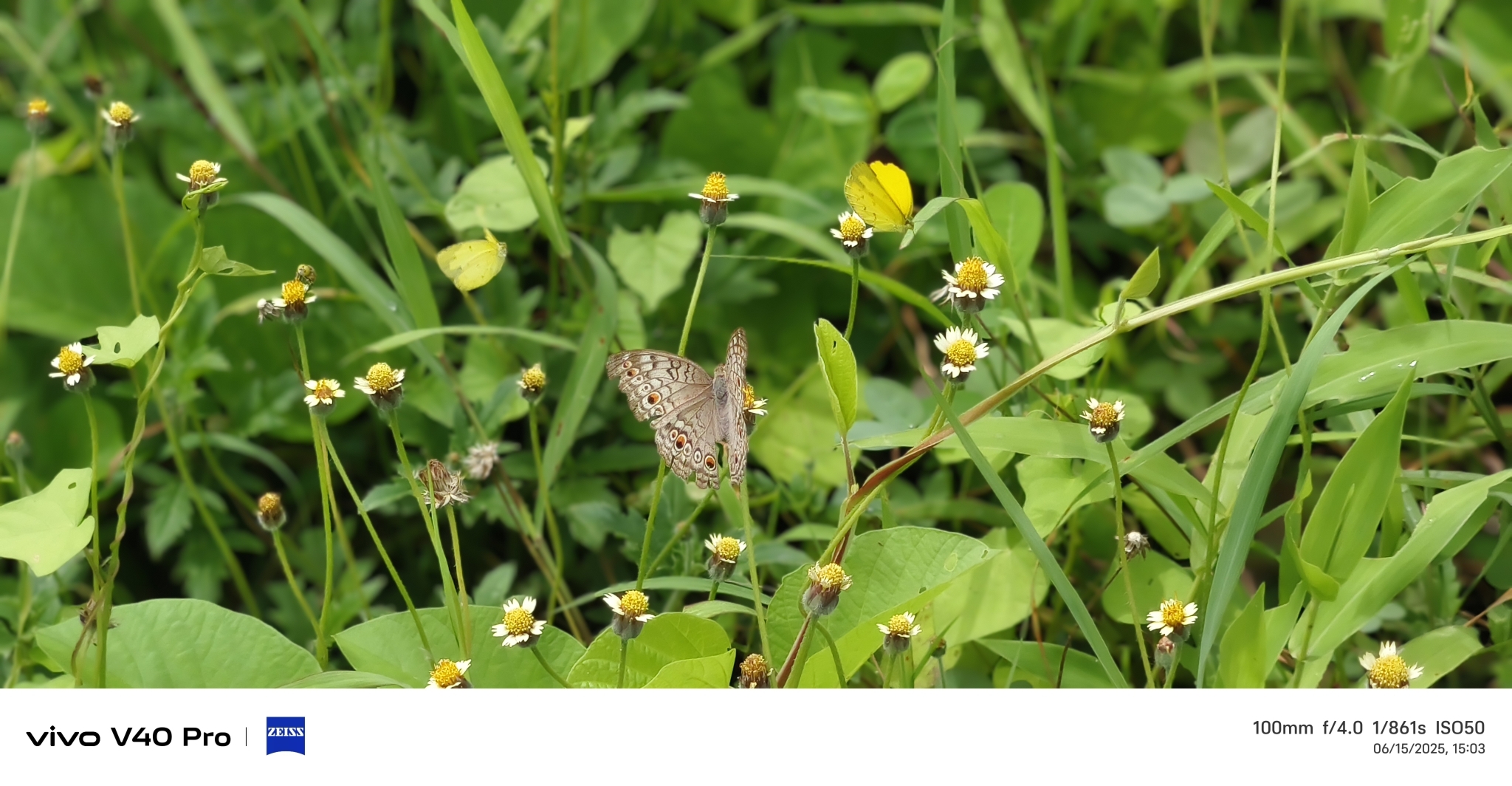 Grey Pansy