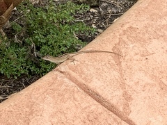 Anolis sagrei