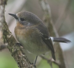 Chasiempis sclateri
