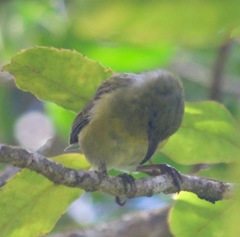 Chlorodrepanis stejnegeri