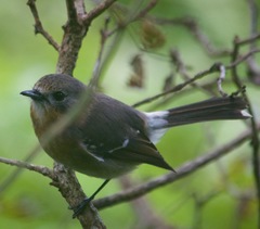 Chasiempis sclateri